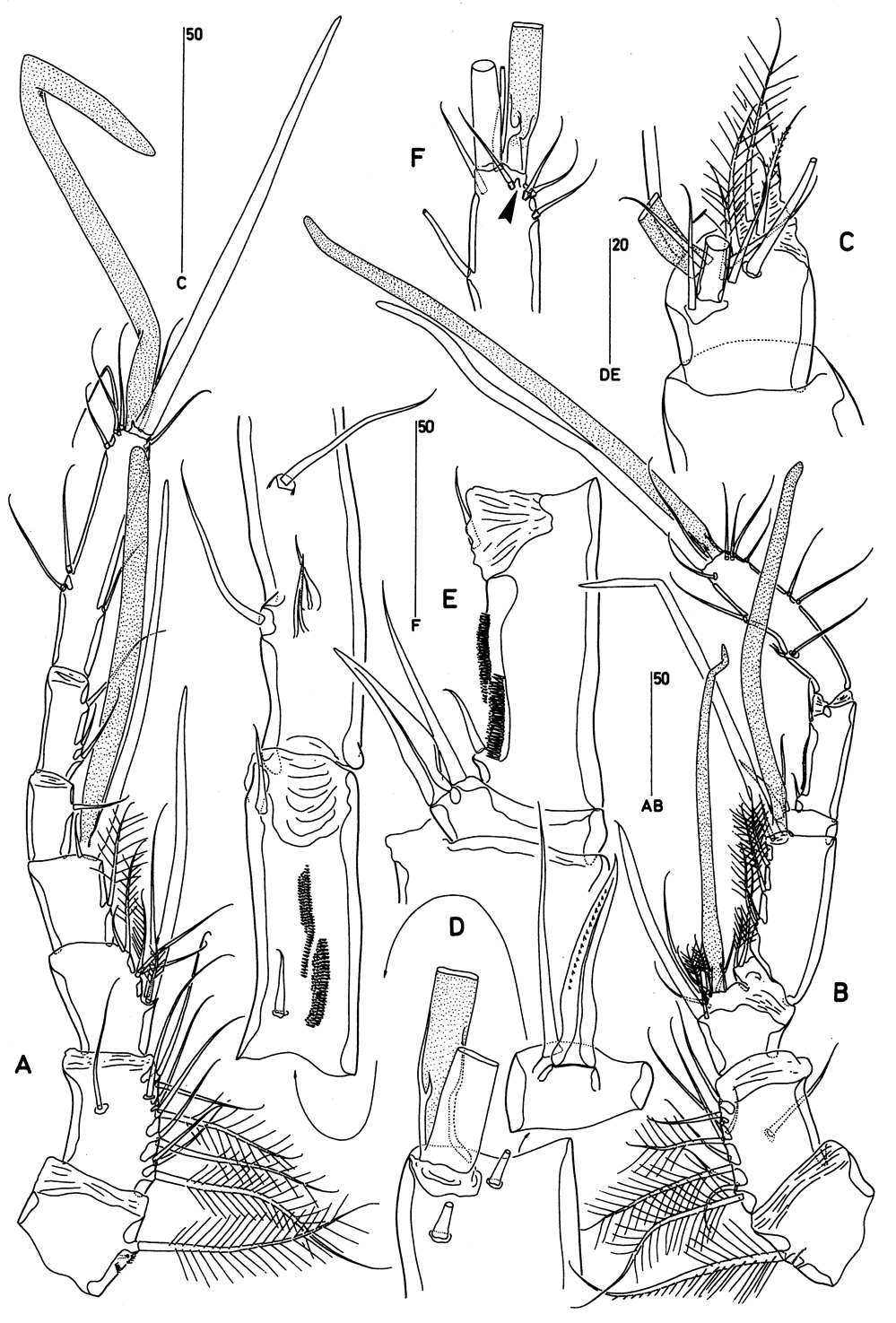 Species Clytemnestra scutellata - Plate 2 of morphological figures