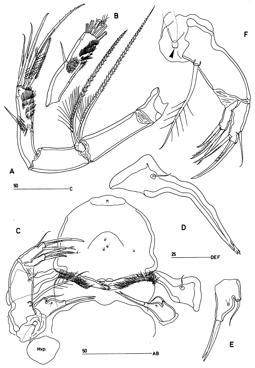 Species Clytemnestra scutellata - Plate 3 of morphological figures