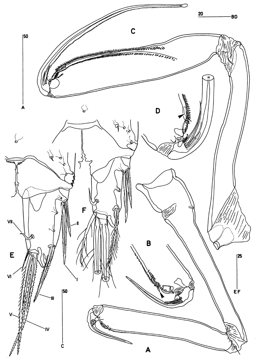 Species Clytemnestra scutellata - Plate 4 of morphological figures