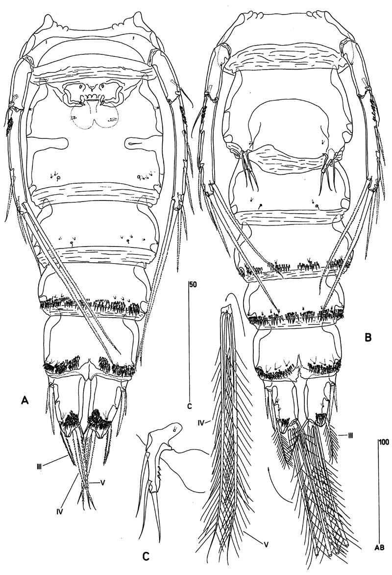 Species Clytemnestra scutellata - Plate 8 of morphological figures