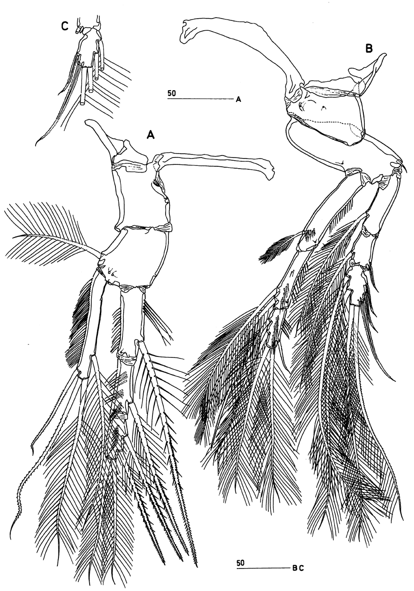 Espce Clytemnestra scutellata - Planche 5 de figures morphologiques