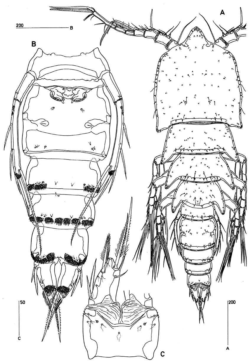 Espèce Clytemnestra gracilis - Planche 14 de figures morphologiques