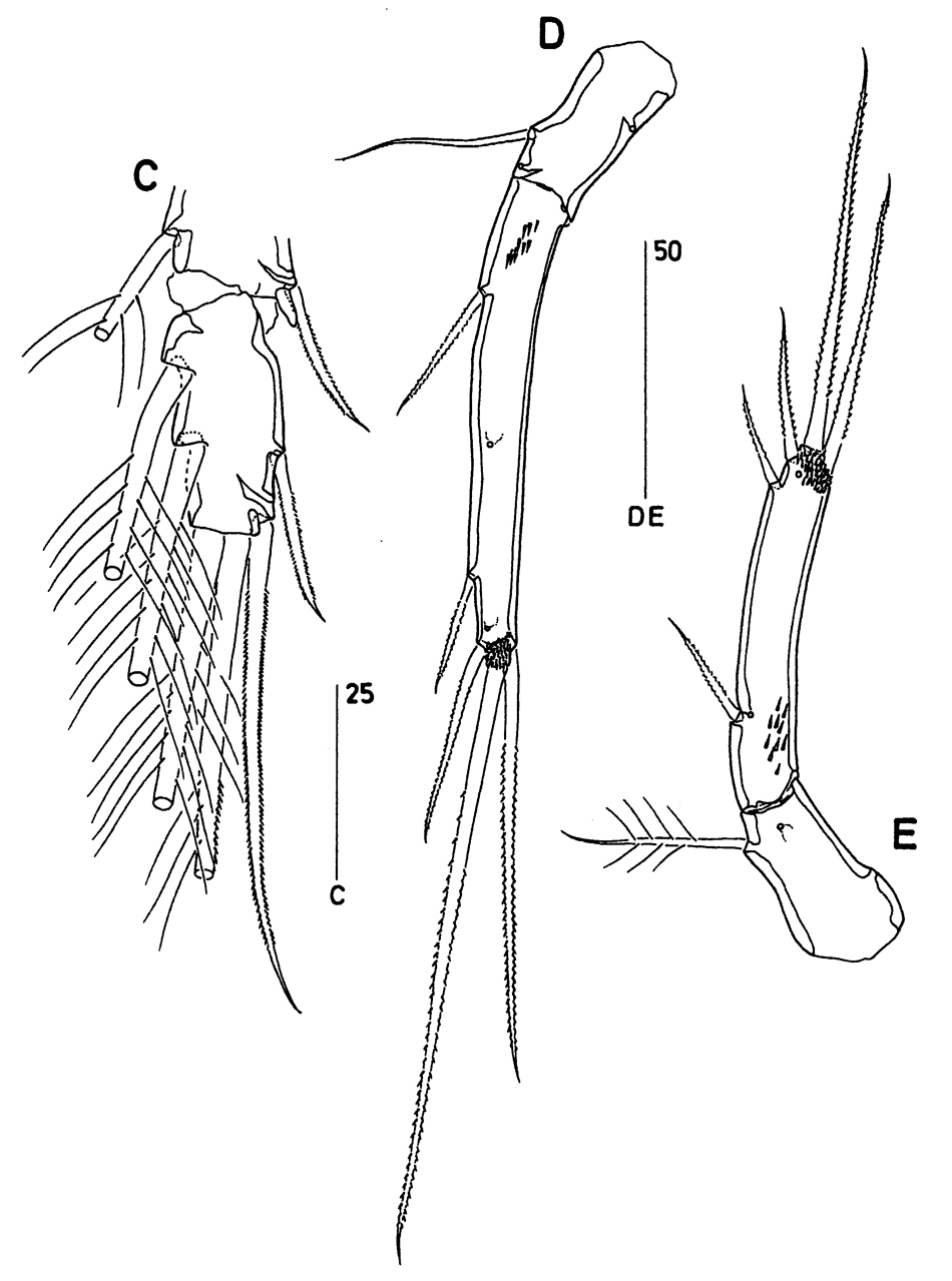 Species Clytemnestra farrani - Plate 3 of morphological figures