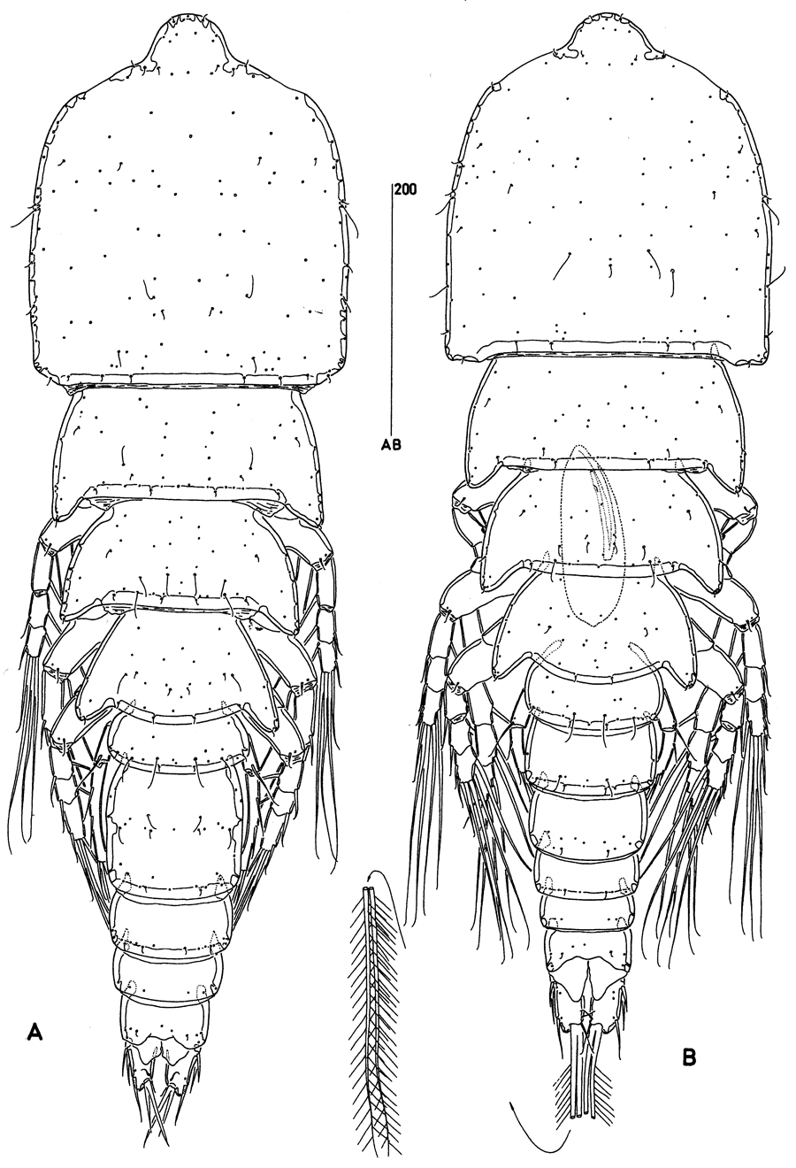 Species Clytemnestra farrani - Plate 1 of morphological figures
