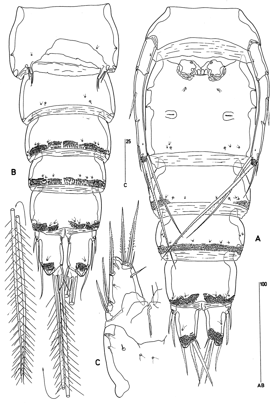 Species Clytemnestra farrani - Plate 4 of morphological figures