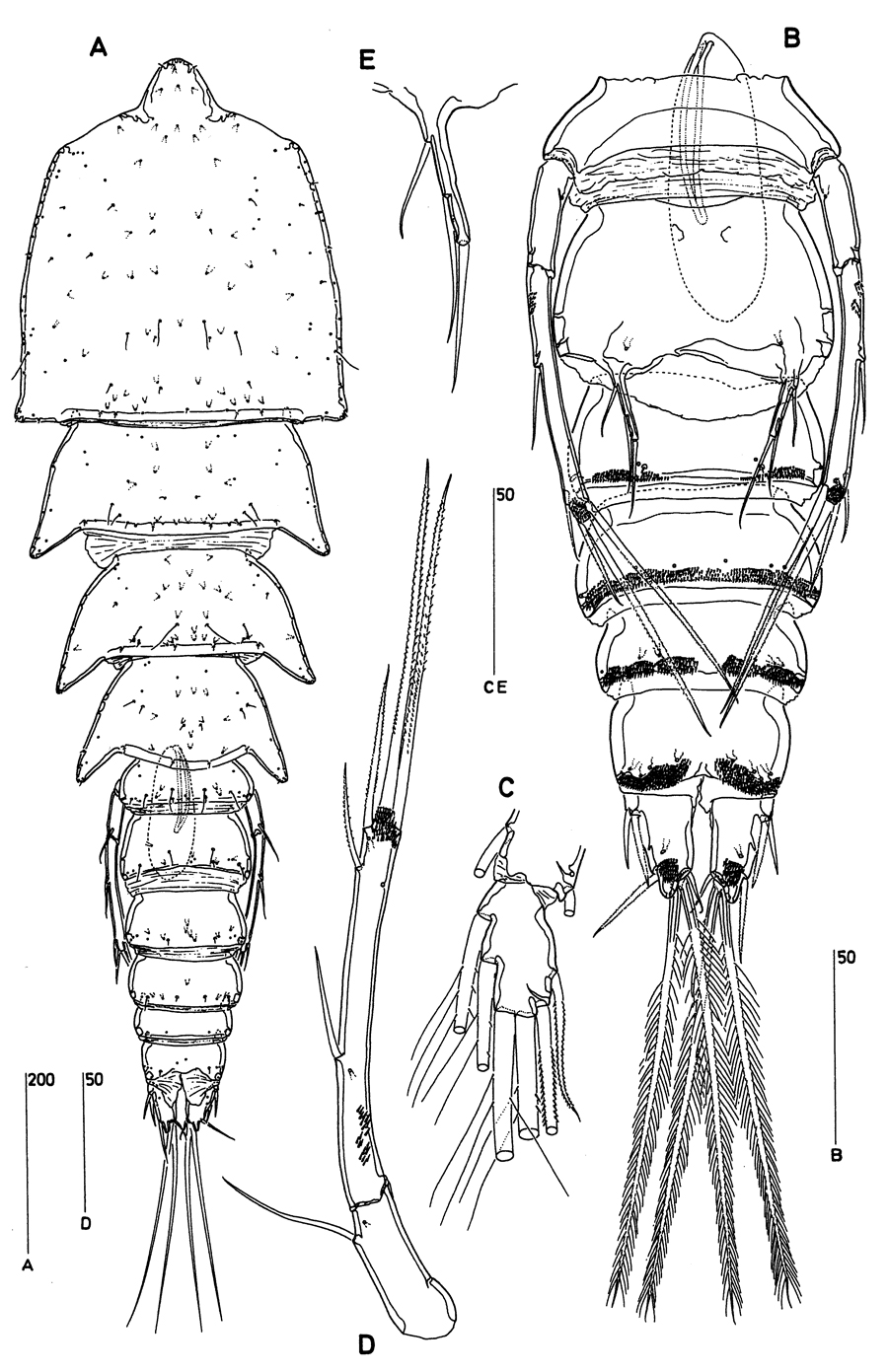 Espèce Clytemnestra longipes - Planche 1 de figures morphologiques