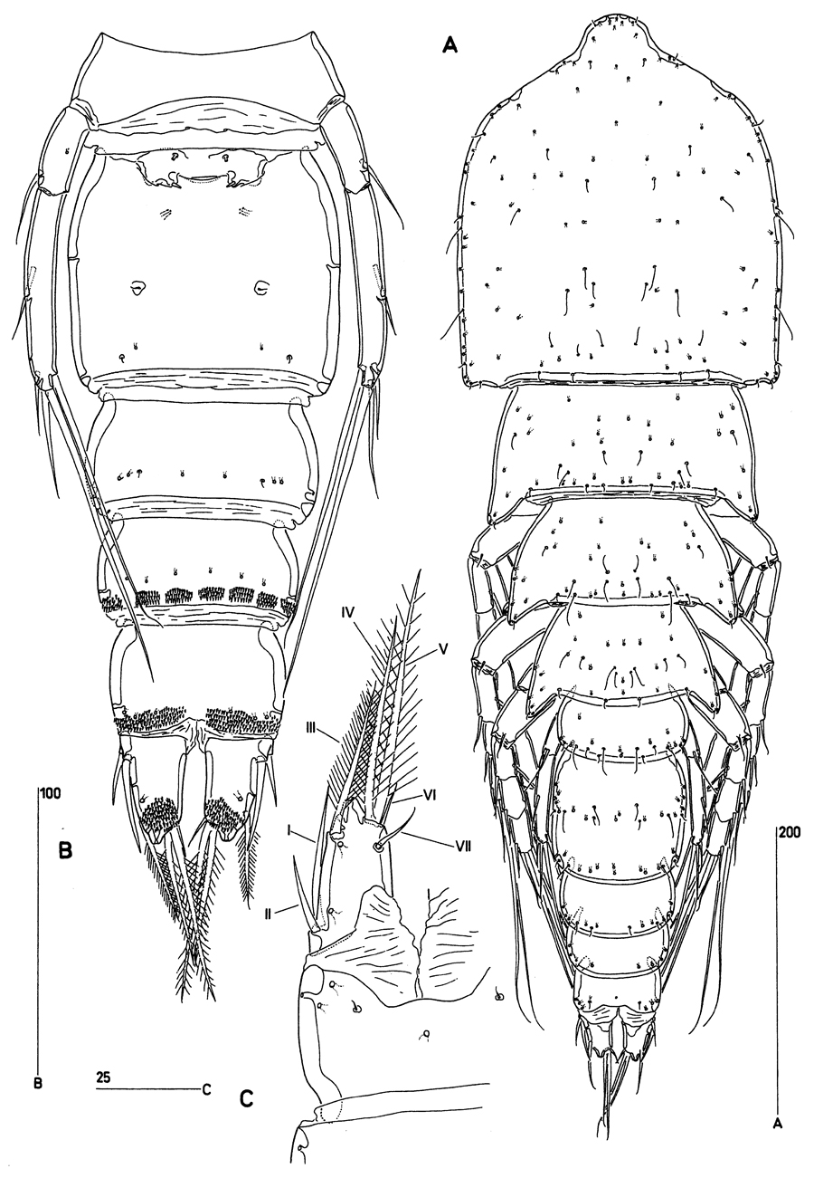 Espèce Clytemnestra asetosa - Planche 1 de figures morphologiques