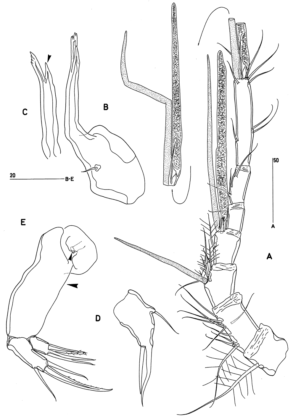 Espèce Clytemnestra asetosa - Planche 2 de figures morphologiques