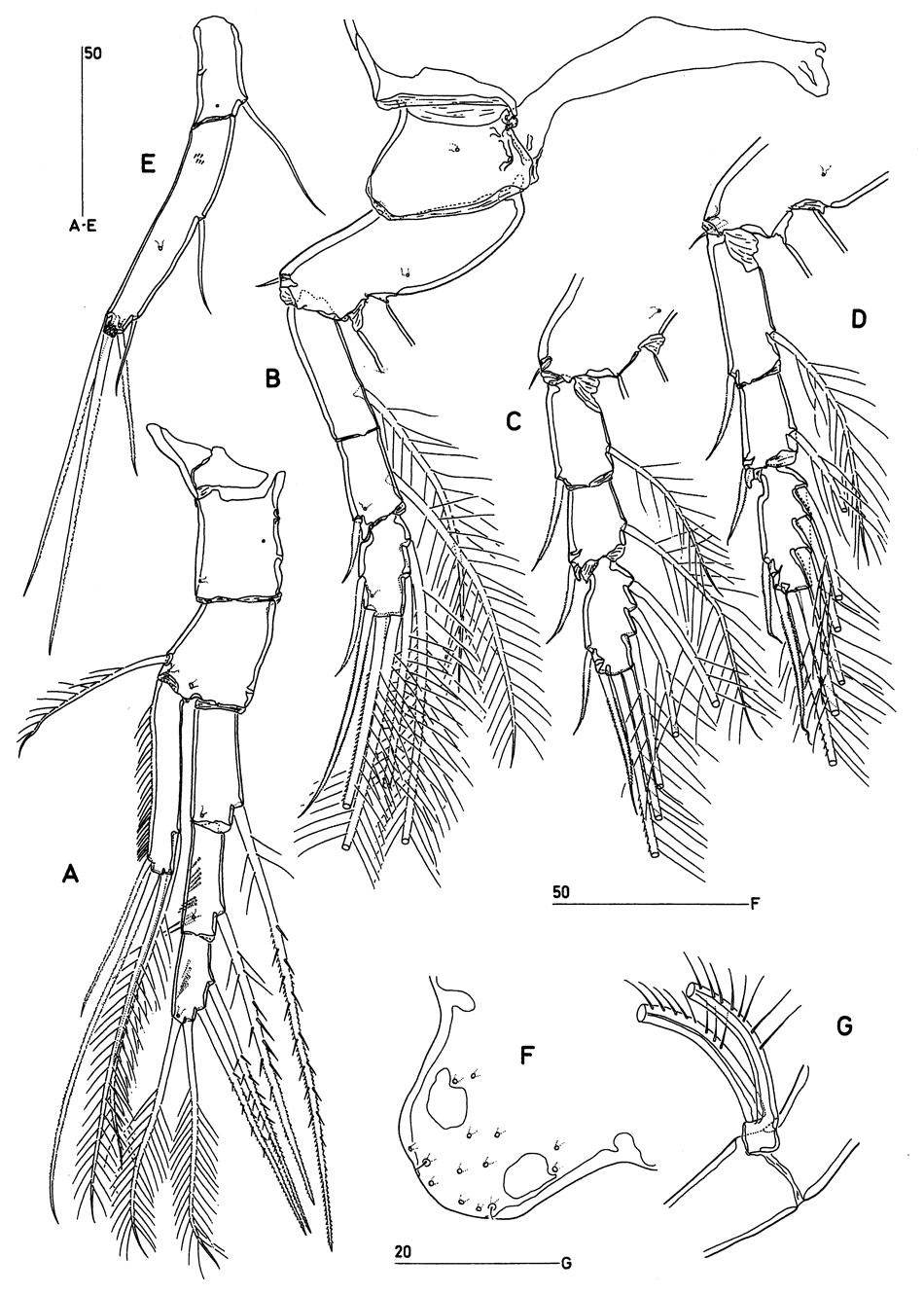 Espèce Clytemnestra asetosa - Planche 3 de figures morphologiques