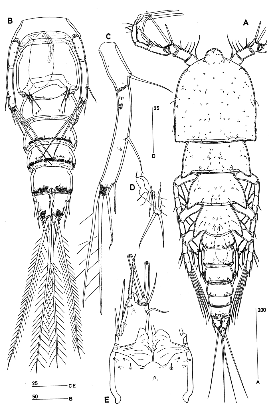 Espèce Clytemnestra asetosa - Planche 6 de figures morphologiques