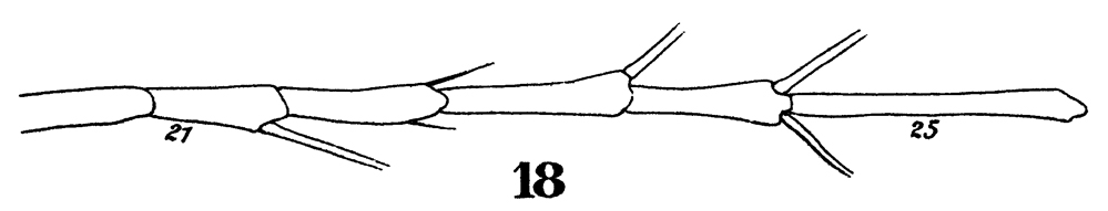 Espce Calocalanus styliremis - Planche 10 de figures morphologiques
