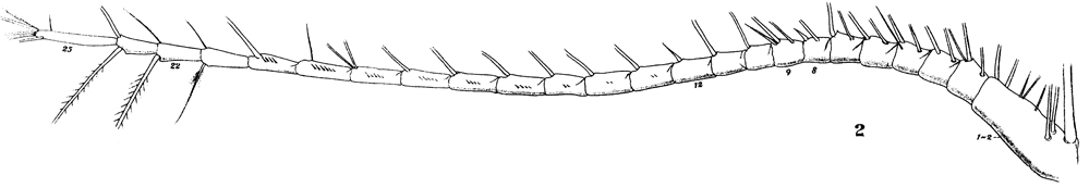 Espèce Calocalanus plumulosus - Planche 8 de figures morphologiques