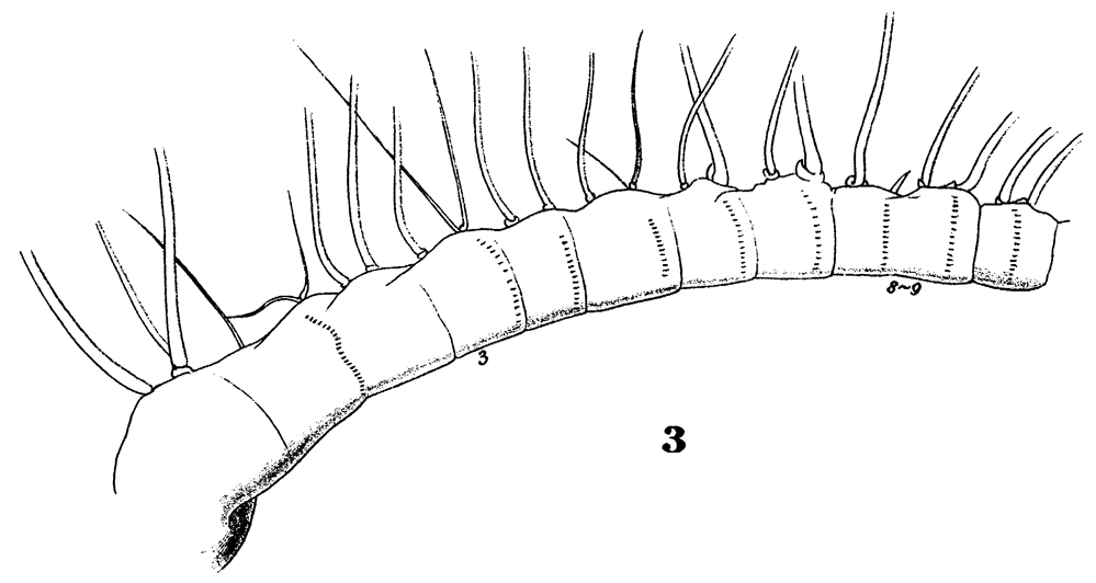 Species Calocalanus pavo - Plate 10 of morphological figures