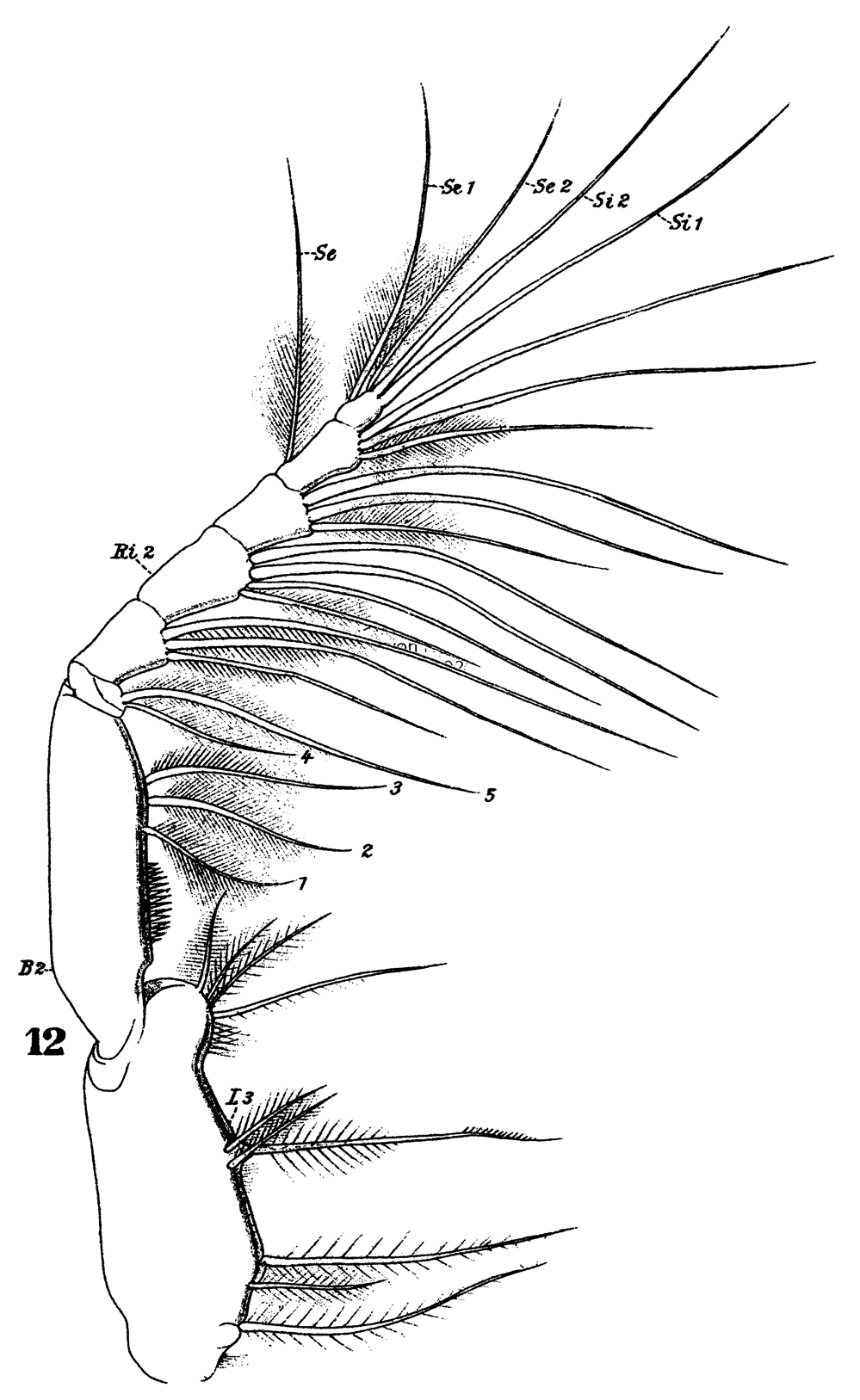 Espce Calocalanus plumulosus - Planche 9 de figures morphologiques