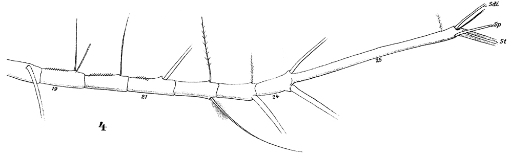 Espce Calocalanus pavo - Planche 11 de figures morphologiques