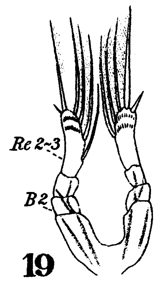 Espce Calocalanus pavo - Planche 13 de figures morphologiques