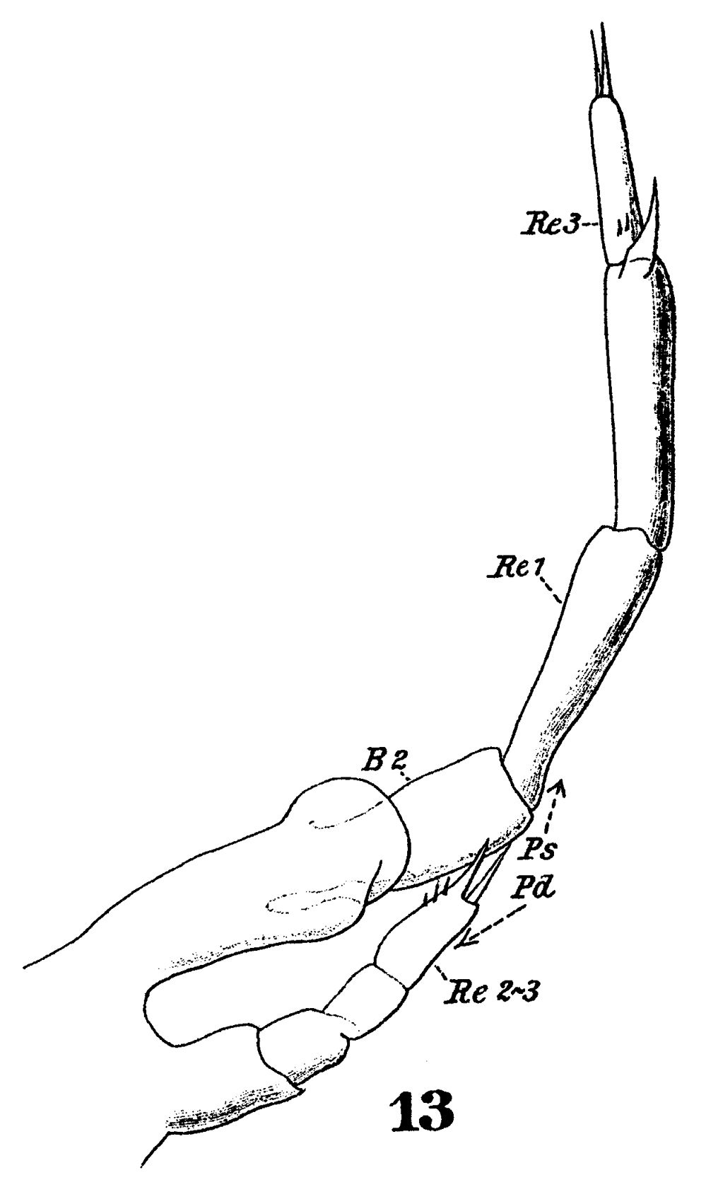 Espce Calocalanus pavo - Planche 14 de figures morphologiques