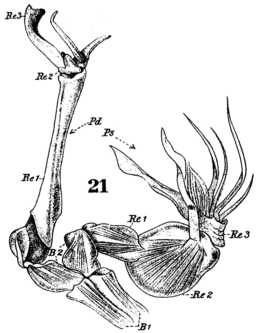 Species Stephos gyrans - Plate 3 of morphological figures