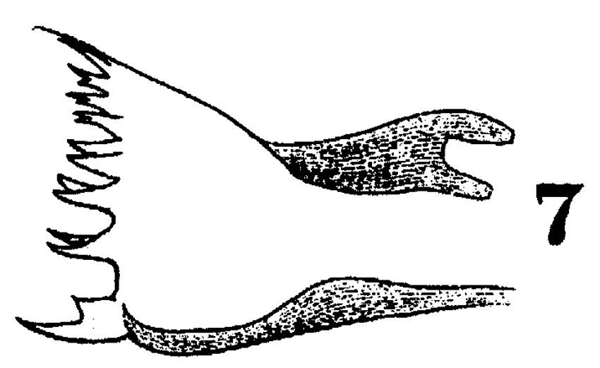 Espèce Stephos gyrans - Planche 4 de figures morphologiques