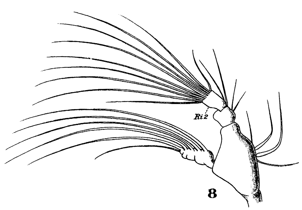 Species Stephos gyrans - Plate 5 of morphological figures