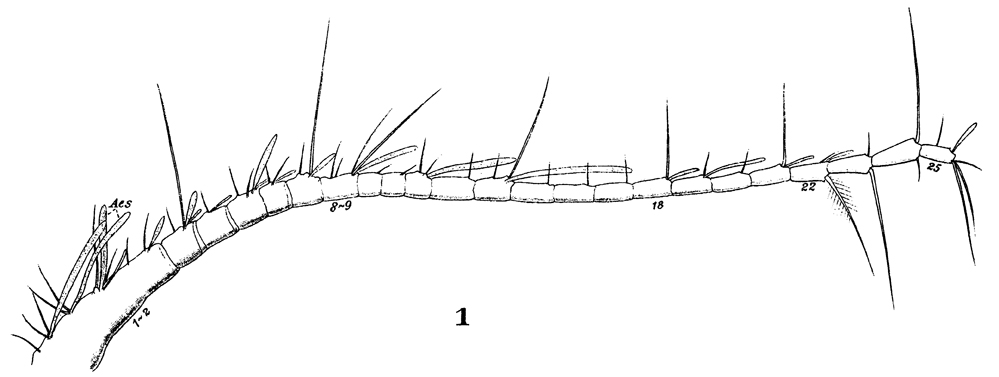 Espèce Stephos gyrans - Planche 6 de figures morphologiques