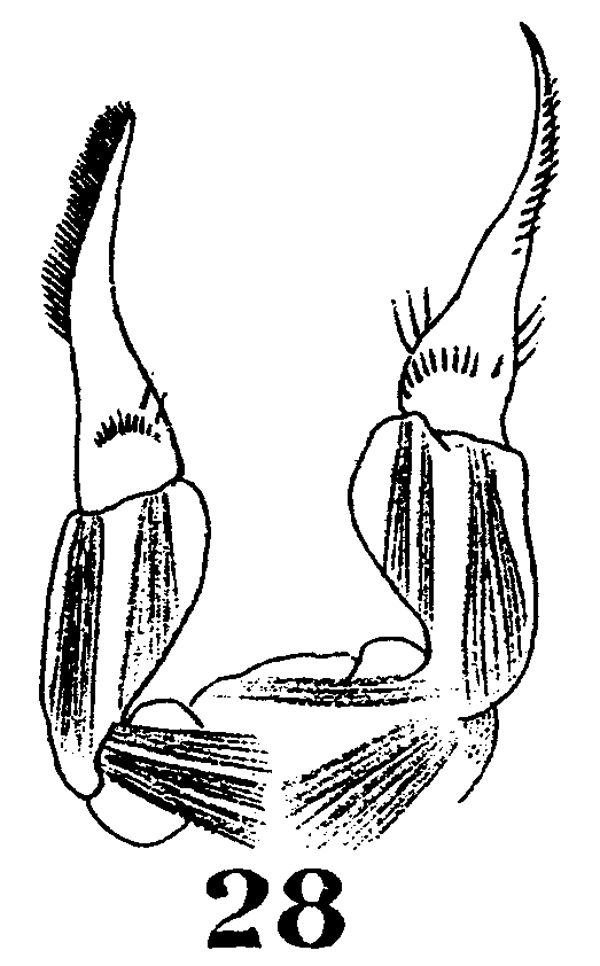 Species Stephos gyrans - Plate 7 of morphological figures