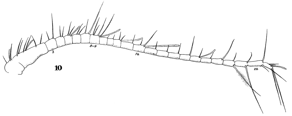 Espèce Stephos gyrans - Planche 8 de figures morphologiques