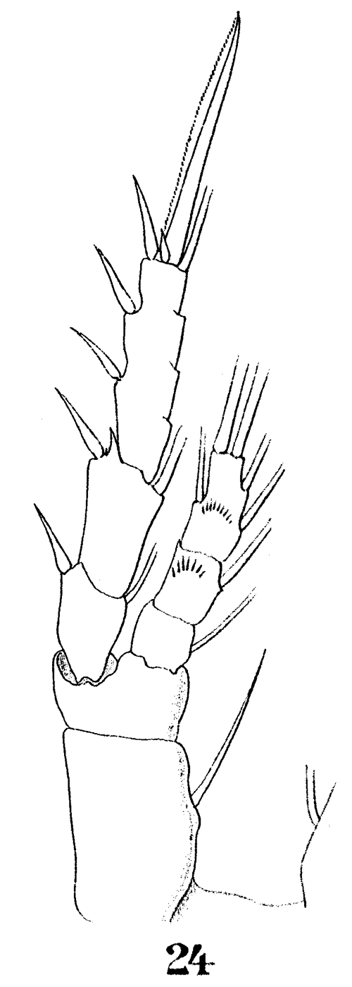 Espèce Stephos gyrans - Planche 10 de figures morphologiques