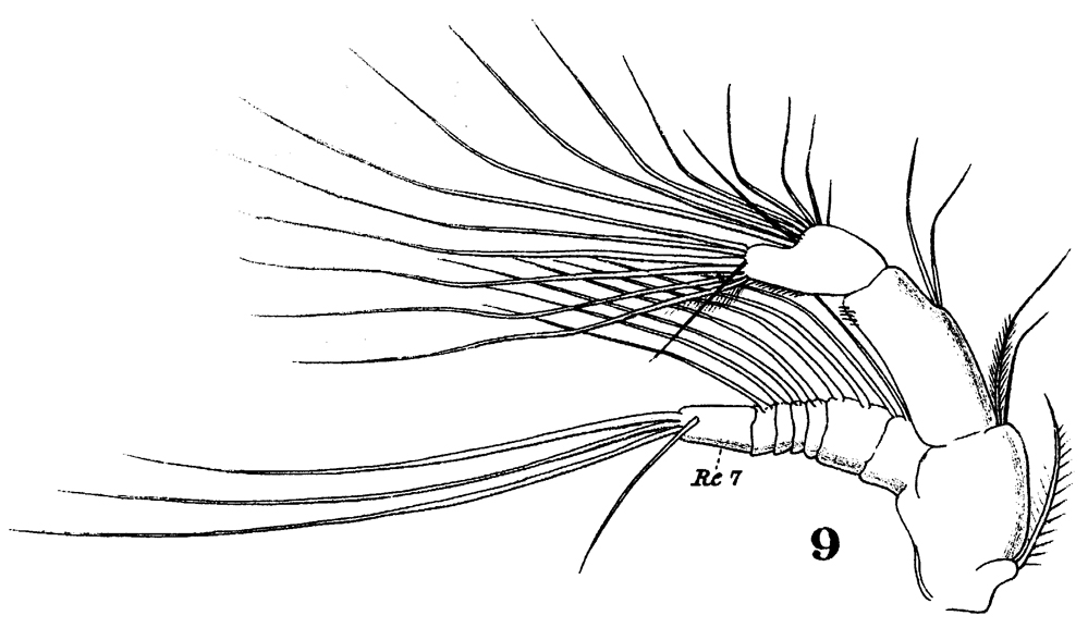 Espce Paracalanus indicus - Planche 21 de figures morphologiques