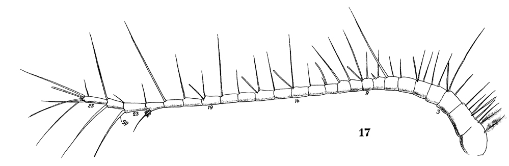 Espèce Paracalanus indicus - Planche 20 de figures morphologiques
