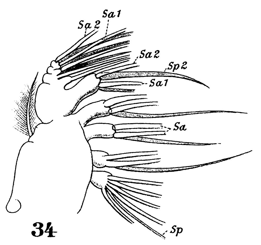 Espèce Paracalanus indicus - Planche 22 de figures morphologiques