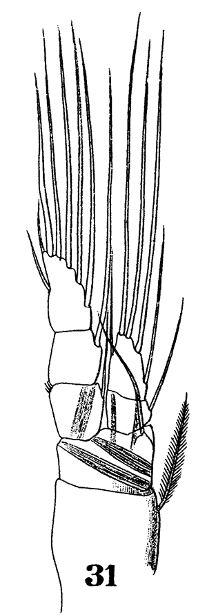 Espce Paracalanus indicus - Planche 24 de figures morphologiques