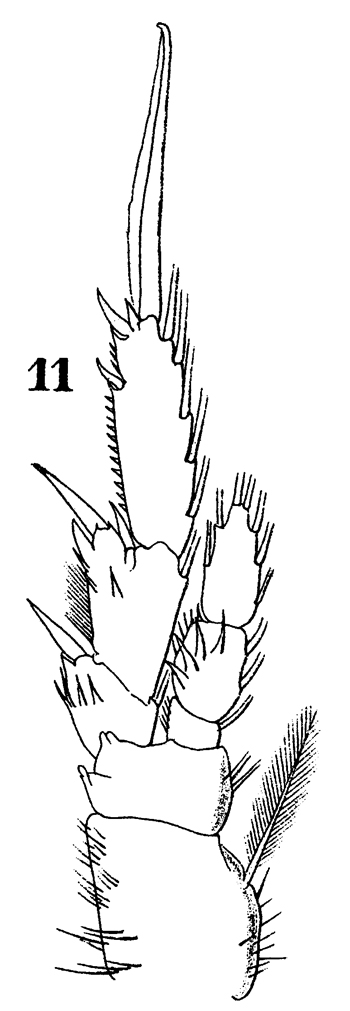 Espce Paracalanus indicus - Planche 25 de figures morphologiques