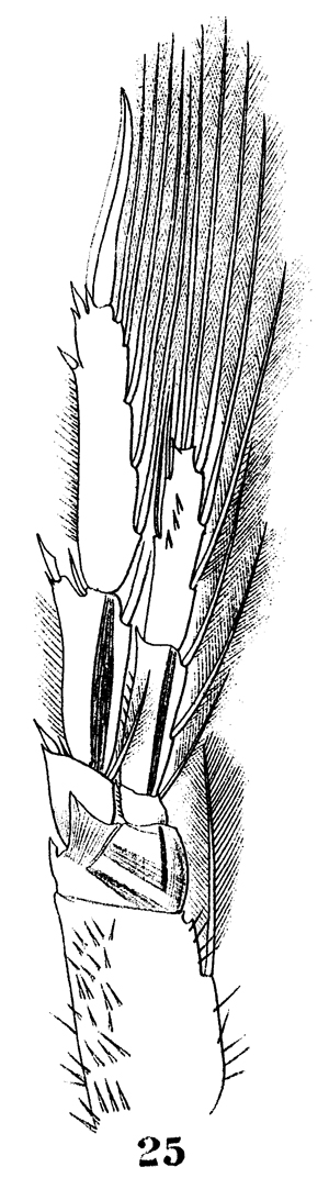 Espèce Paracalanus indicus - Planche 26 de figures morphologiques
