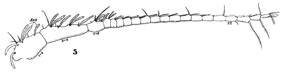 Espèce Paracalanus indicus - Planche 29 de figures morphologiques