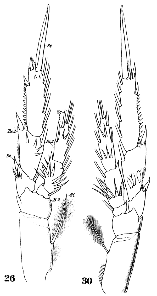 Espèce Paracalanus aculeatus - Planche 11 de figures morphologiques