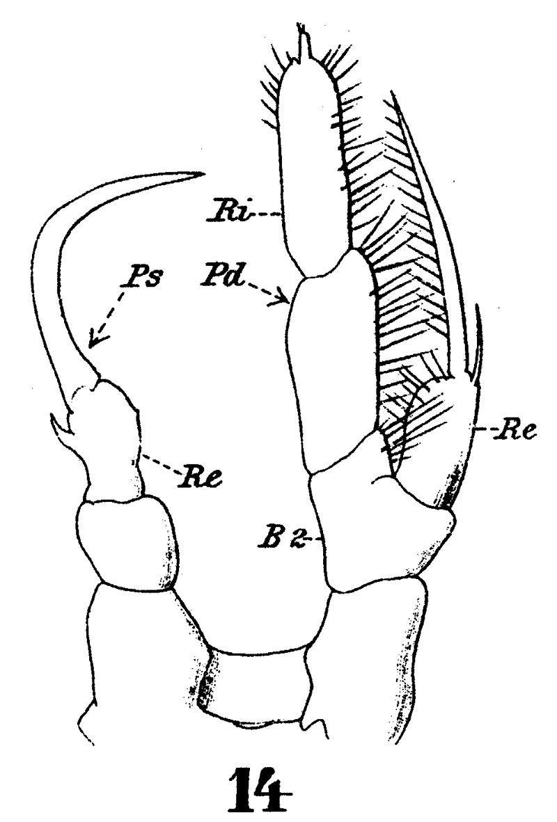 Espèce Rhincalanus nasutus - Planche 12 de figures morphologiques