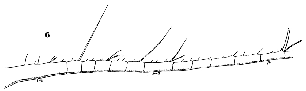 Espèce Rhincalanus nasutus - Planche 13 de figures morphologiques