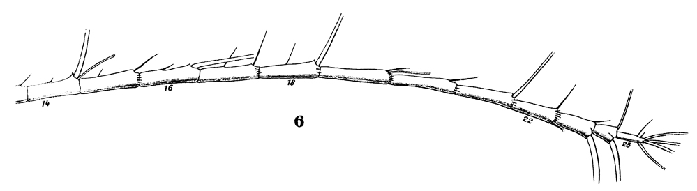Espèce Rhincalanus nasutus - Planche 14 de figures morphologiques