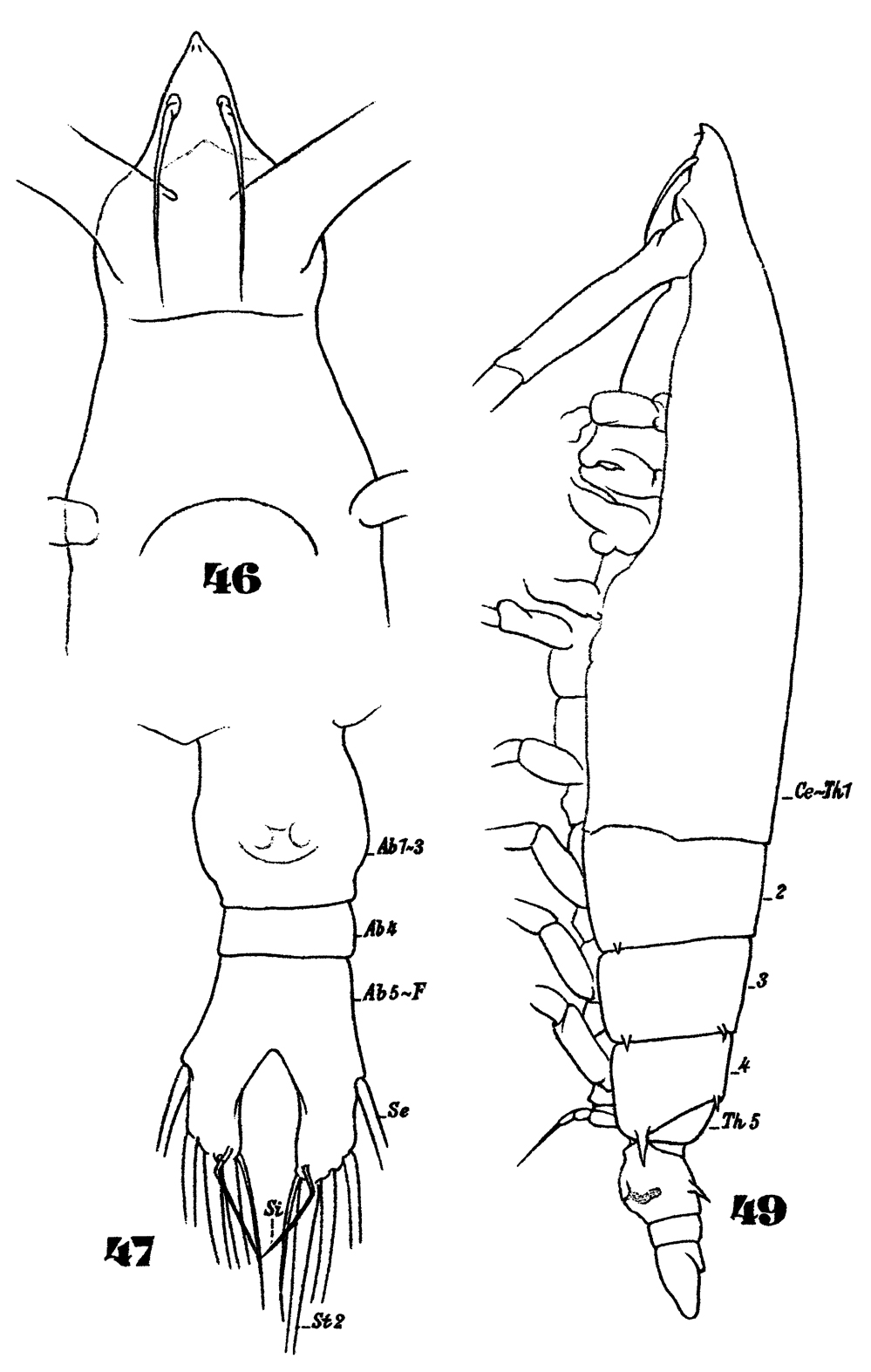 Espèce Rhincalanus nasutus - Planche 15 de figures morphologiques