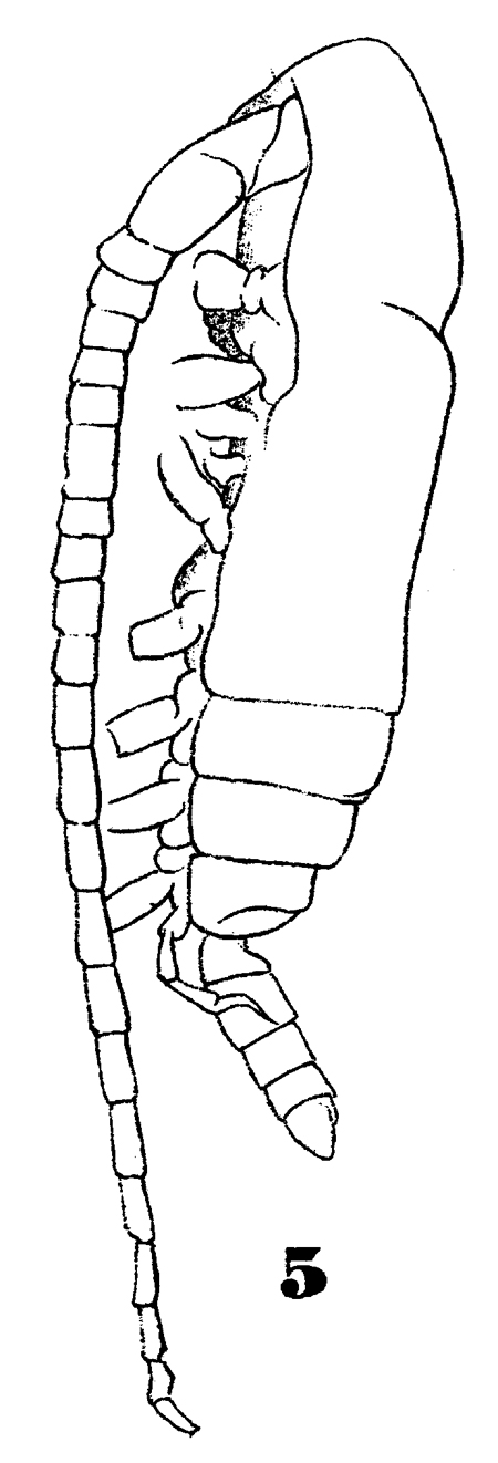 Espèce Subeucalanus monachus - Planche 10 de figures morphologiques