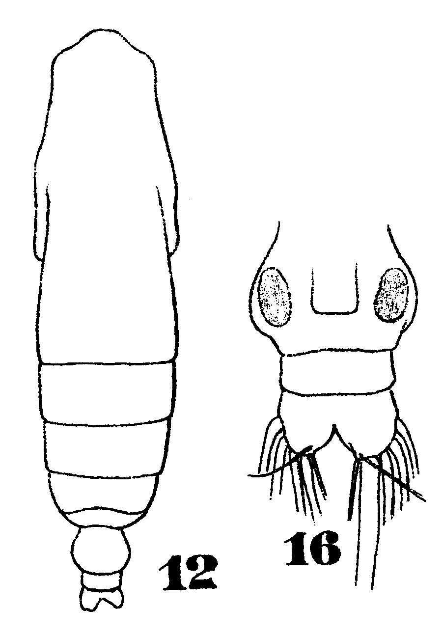 Espce Subeucalanus subcrassus - Planche 9 de figures morphologiques