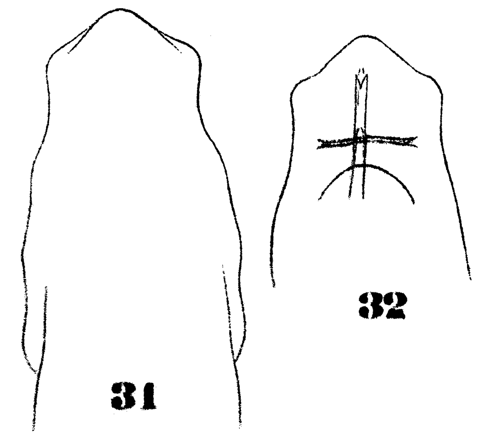 Espce Subeucalanus subcrassus - Planche 10 de figures morphologiques