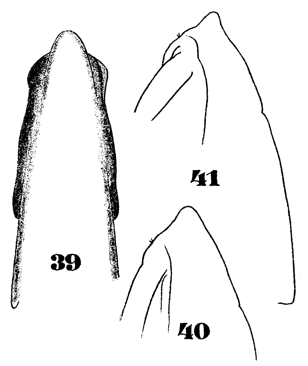 Espèce Subeucalanus pileatus - Planche 12 de figures morphologiques
