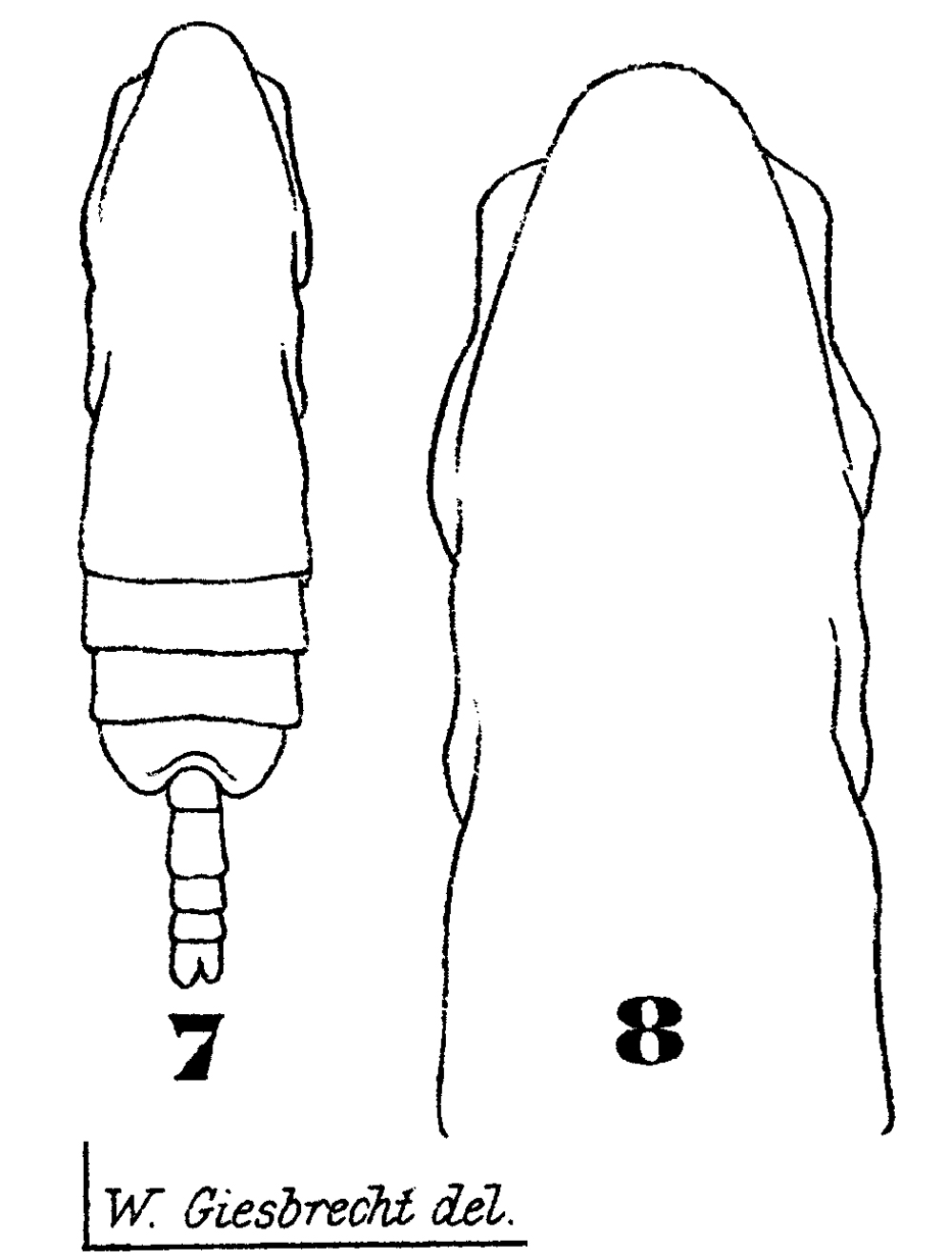 Espèce Subeucalanus pileatus - Planche 14 de figures morphologiques