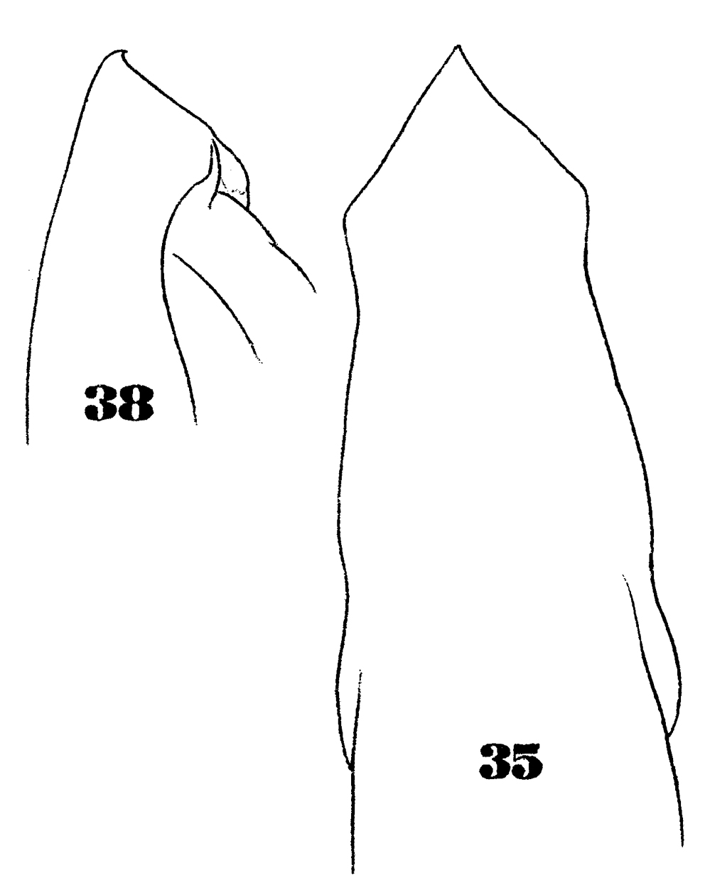 Espce Subeucalanus mucronatus - Planche 8 de figures morphologiques