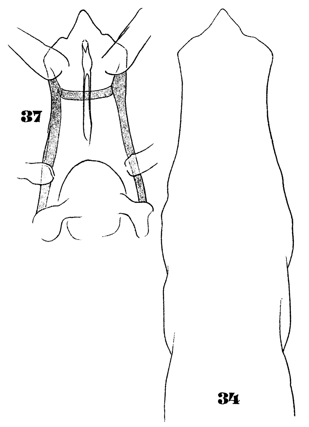 Espèce Pareucalanus attenuatus - Planche 19 de figures morphologiques