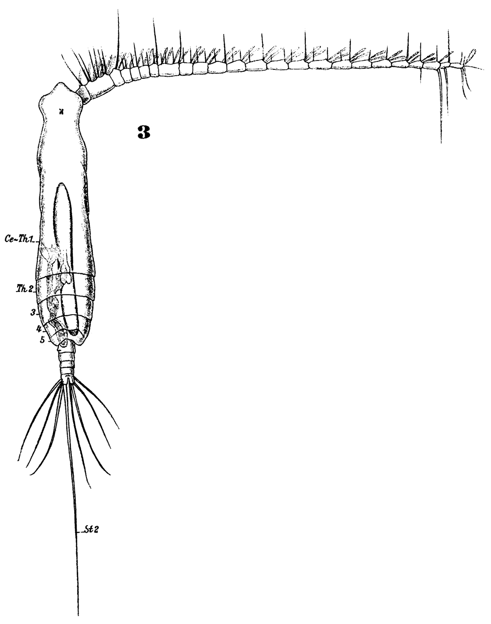 Species Pareucalanus attenuatus - Plate 21 of morphological figures