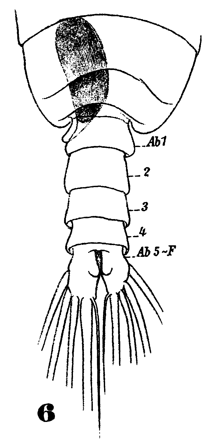 Species Pareucalanus attenuatus - Plate 22 of morphological figures