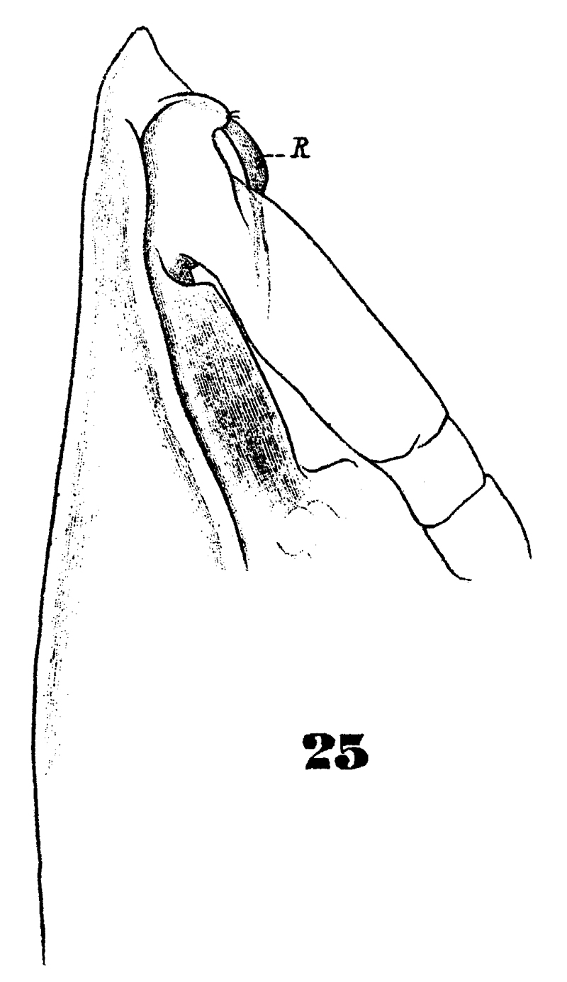 Espèce Pareucalanus attenuatus - Planche 23 de figures morphologiques